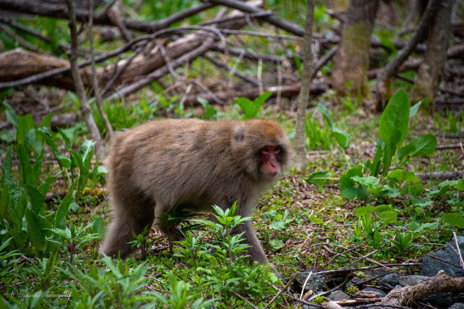 上高地公園線 - - photo 1