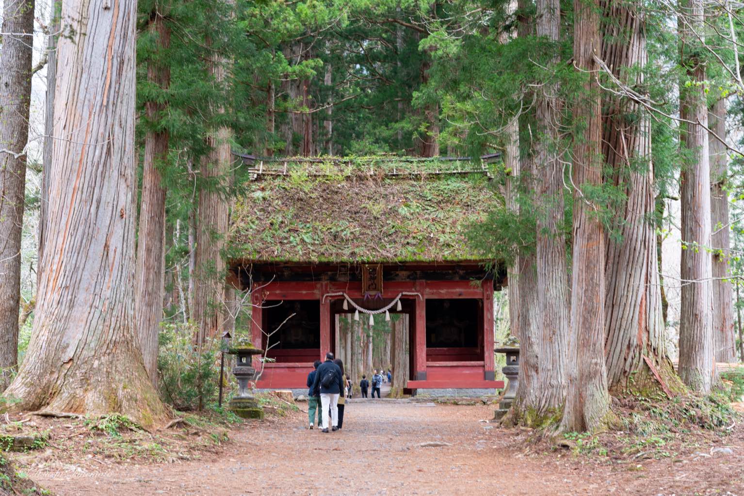 戸隠 - パワースポット戸隠神社
時間がないので奥社だけを見学
途中の門まででよかったかな？
帰りは目的だった水芭蕉をみに植物園を経由して駐車場まで。水芭蕉の群生地としては個人的には一番すごかったかも… - photo 2