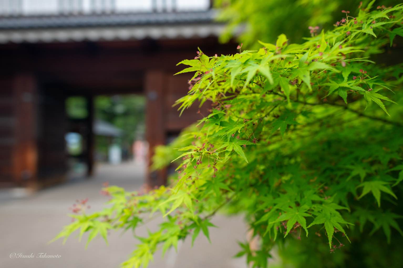 上田城 - ついでなので上田城へ
周りが桜の木なので、もう少し早かったら綺麗だったかも。 - photo 1
