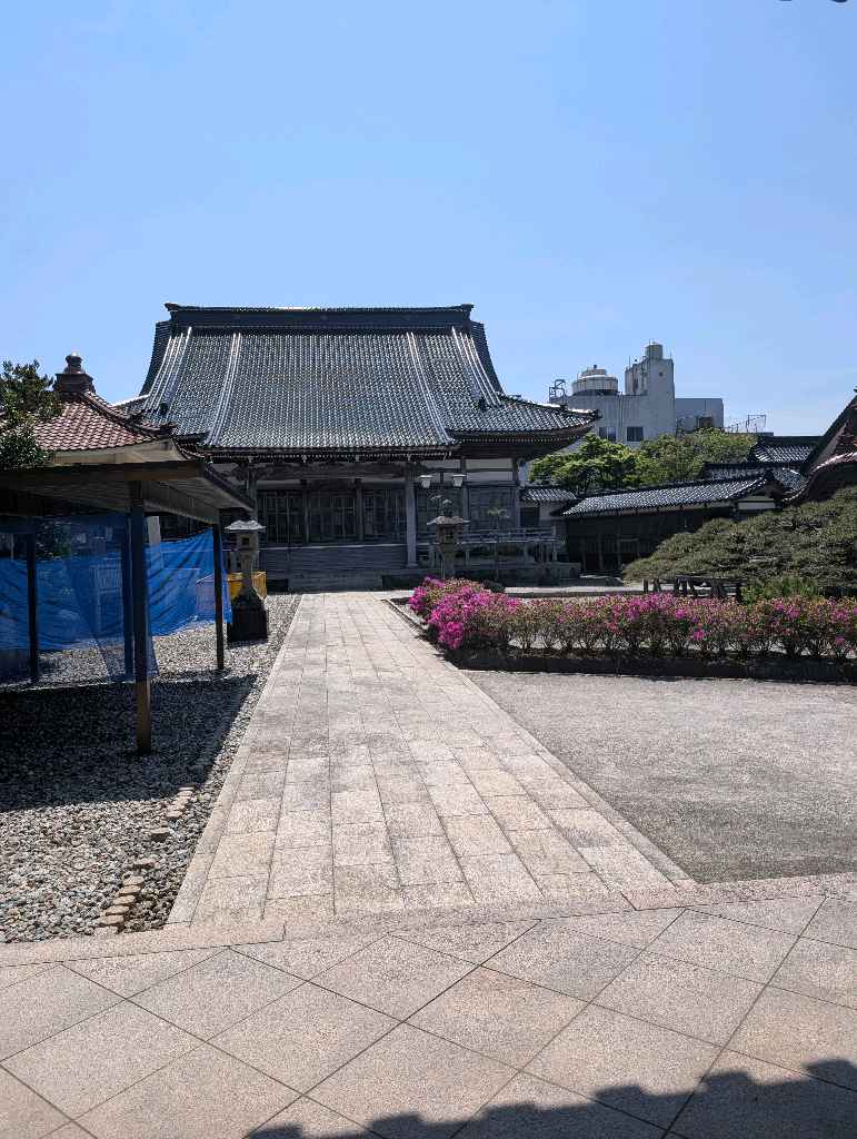 専念寺の傘松 - 黒松と赤松の雑種で、突然変異で傘状になったかさから松（県指定天然記念物）が見られるお寺
幹の太さや形状はなかなか面白かった！ - photo 1