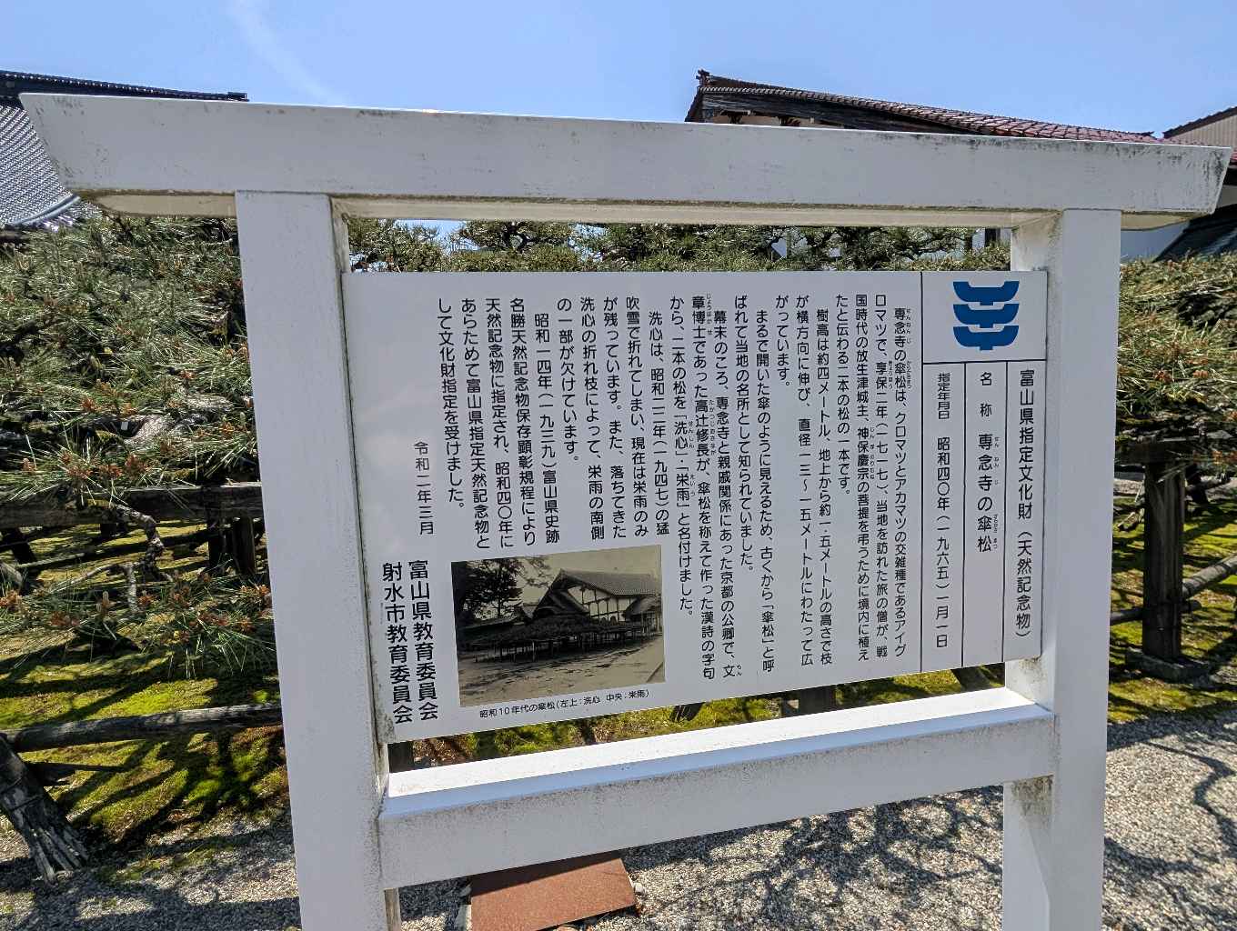 専念寺の傘松 - 黒松と赤松の雑種で、突然変異で傘状になったかさから松（県指定天然記念物）が見られるお寺
幹の太さや形状はなかなか面白かった！ - photo 2