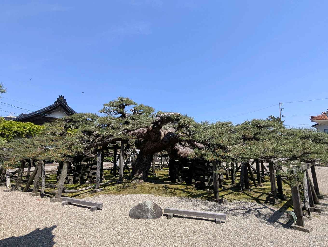 専念寺の傘松 - 黒松と赤松の雑種で、突然変異で傘状になったかさから松（県指定天然記念物）が見られるお寺
幹の太さや形状はなかなか面白かった！ - photo 3