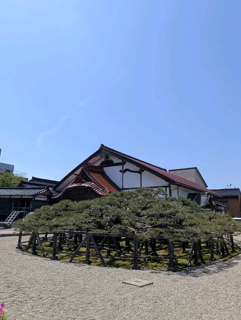 専念寺の傘松 - 黒松と赤松の雑種で、突然変異で傘状になったかさから松（県指定天然記念物）が見られるお寺
幹の太さや形状はなかなか面白かった！ - photo 4