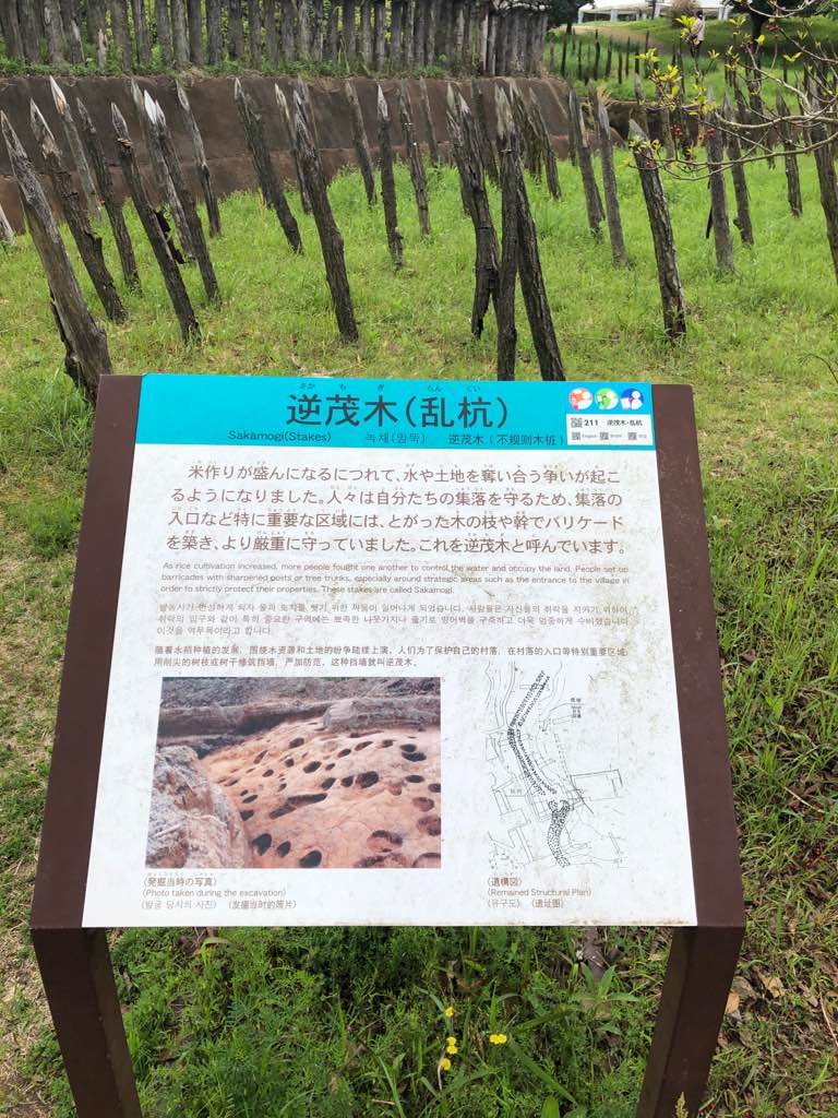 入り口で迎える物とは - まずはお出迎え
逆茂木(さかもぎ) 杭がたくさんお出迎え　笑
米作りが盛んになるにつれて水や土地を奪い合う争いが起こるようになる。
特に重要な地域にはバリケードを築いていたよ… - photo 4