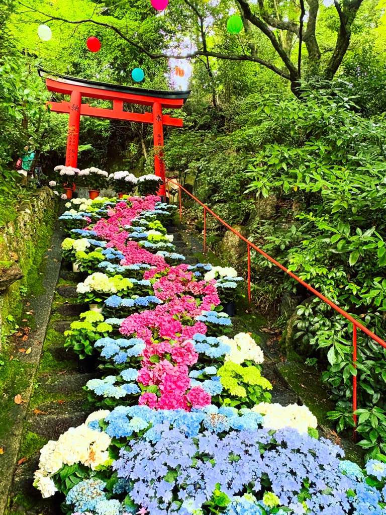 柳谷観音・楊谷寺 - あじさいウィーク
おすすめのスポットです - photo 1
