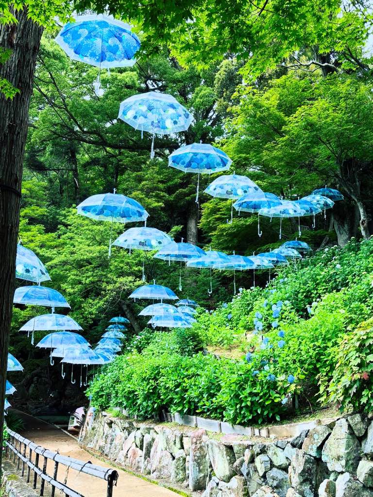 柳谷観音・楊谷寺 - あじさいウィーク
おすすめのスポットです - photo 5