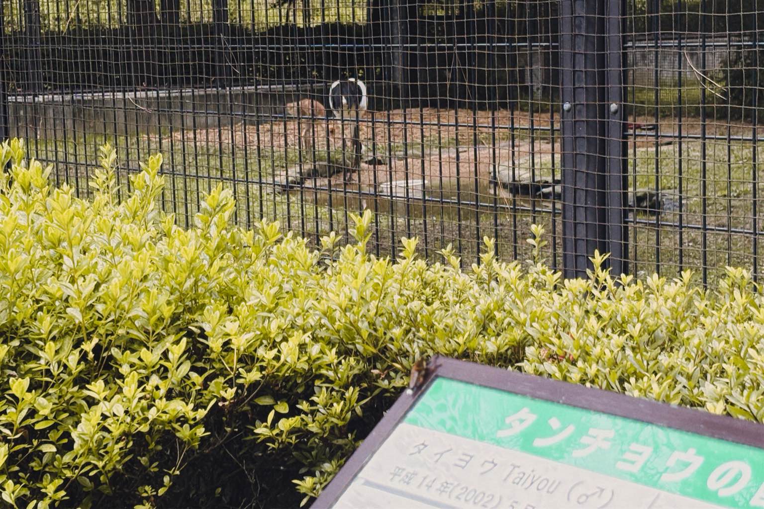 岡山後楽園 - #岡山後楽園 #庭園
素敵でした
若干曇っていたので 太陽にジリジリと焼かれずに済みましたが、天気がよく空も広ければもっと良さが分かったのだろうなと思いました。
丁度タンチョウの赤ちゃ… - photo 4