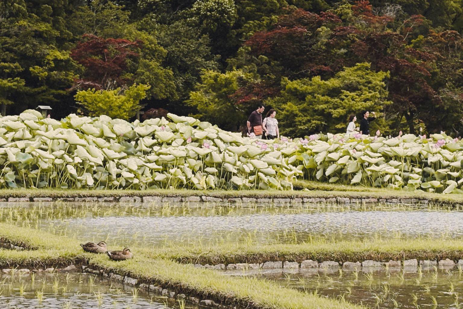 岡山後楽園 - #岡山後楽園 #庭園
素敵でした
若干曇っていたので 太陽にジリジリと焼かれずに済みましたが、天気がよく空も広ければもっと良さが分かったのだろうなと思いました。
丁度タンチョウの赤ちゃ… - photo 7