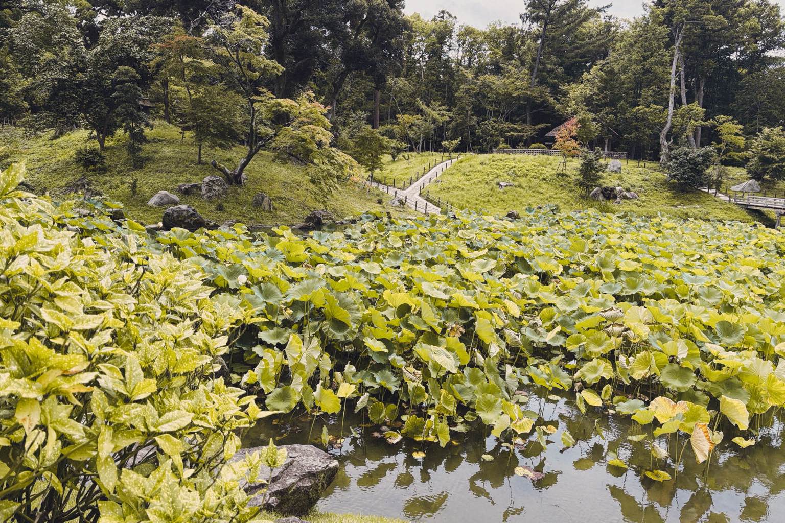 岡山後楽園 - #岡山後楽園 #庭園
素敵でした
若干曇っていたので 太陽にジリジリと焼かれずに済みましたが、天気がよく空も広ければもっと良さが分かったのだろうなと思いました。
丁度タンチョウの赤ちゃ… - photo 9