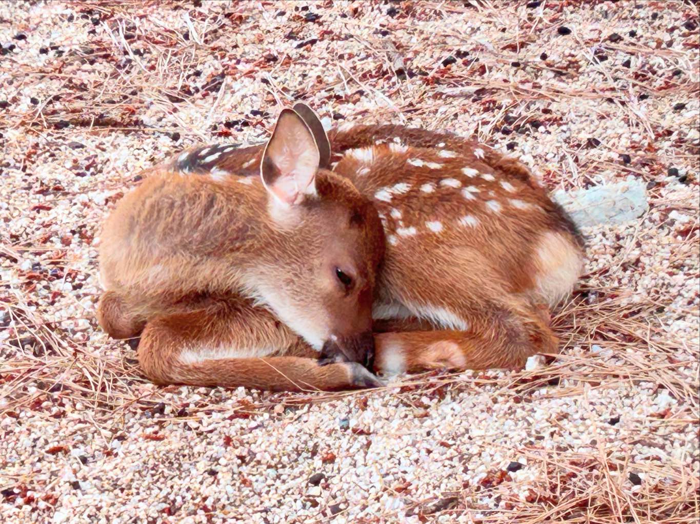 宮島の鹿　神の使い - 島の至るところに鹿がいます🦌
気づくと横で草を喰んでる！
みんなおとなしい。
でも、なでたりする人がいるのが残念…
ペットではないので、見守りたいですね。 - photo 1