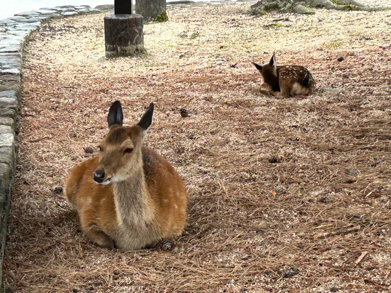 宮島の鹿　神の使い - 島の至るところに鹿がいます🦌
気づくと横で草を喰んでる！
みんなおとなしい。
でも、なでたりする人がいるのが残念…
ペットではないので、見守りたいですね。 - photo 3