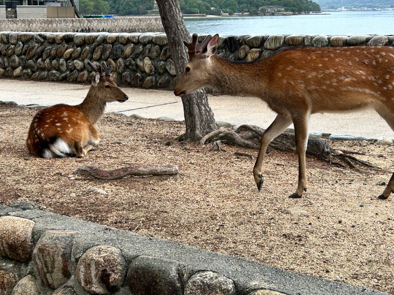 宮島の鹿　神の使い - 島の至るところに鹿がいます🦌
気づくと横で草を喰んでる！
みんなおとなしい。
でも、なでたりする人がいるのが残念…
ペットではないので、見守りたいですね。 - photo 7