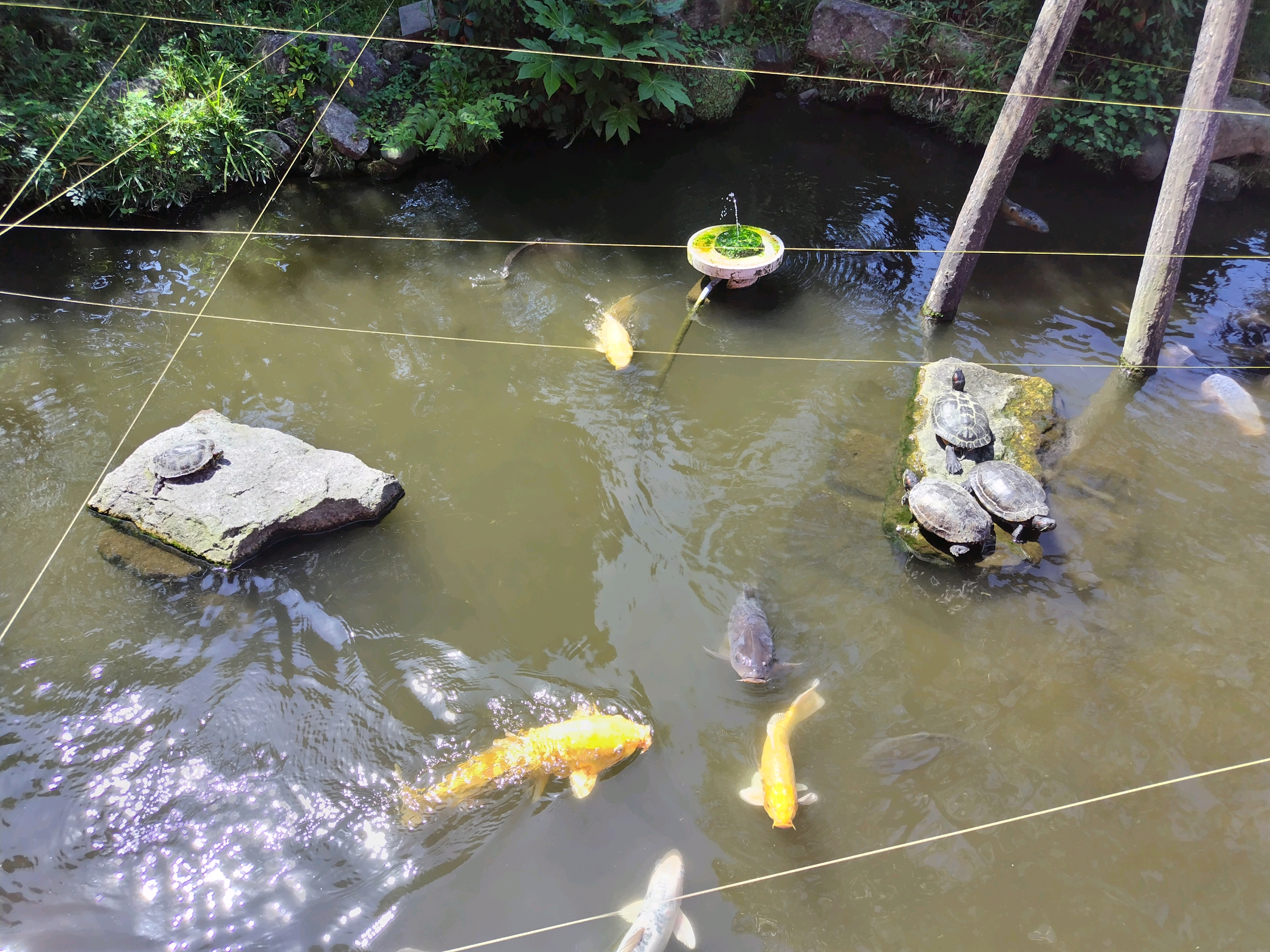 今泉八坂神社 - - photo 11